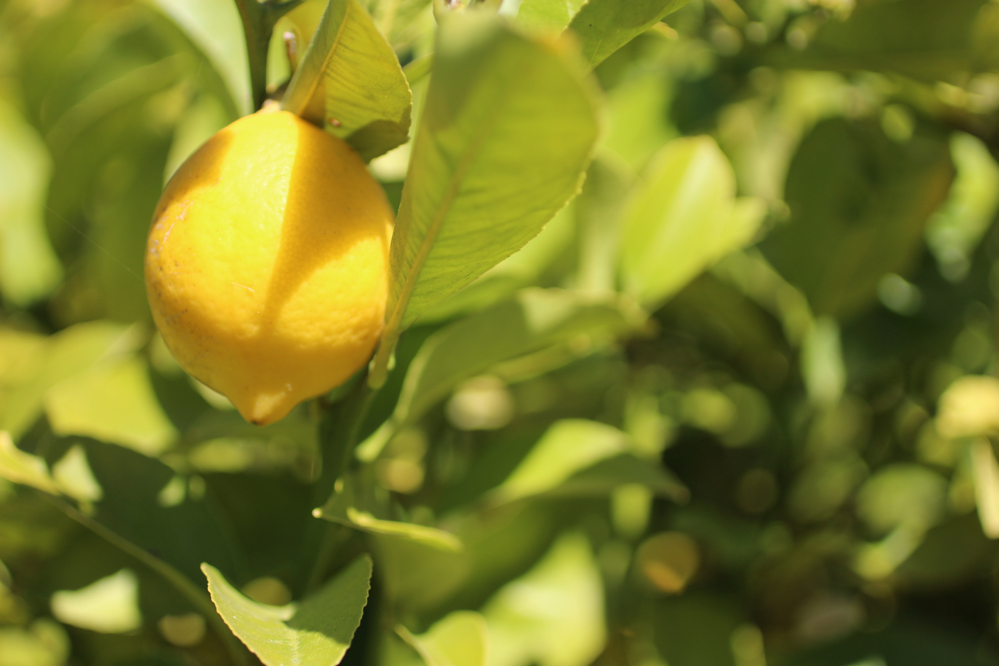 Grateful for these garden lemons.