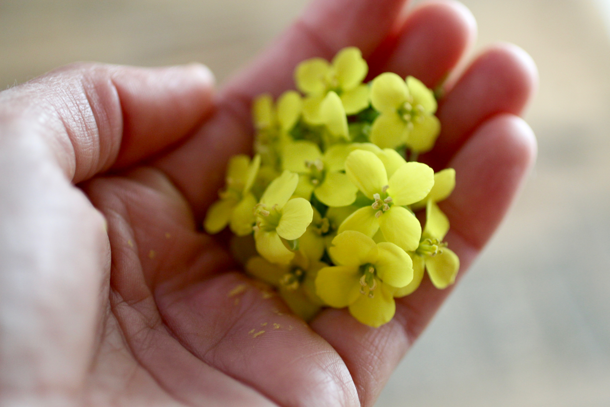 Arugula flowers for garnish that I happened to have from my raised bed arugula - not at all mandatory, but always fun to include some edible flowers! 
