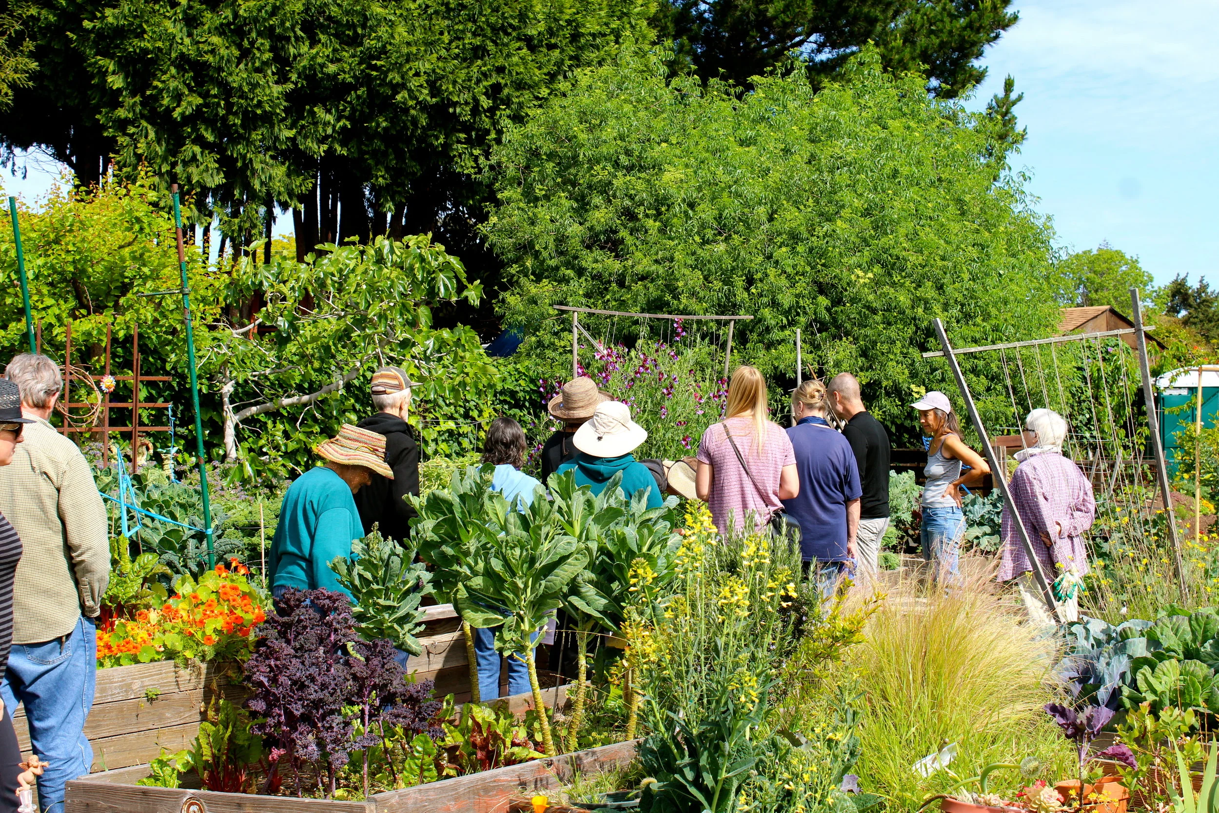 Edible weed tour at Peralta Community Garden for WFFW 2016.