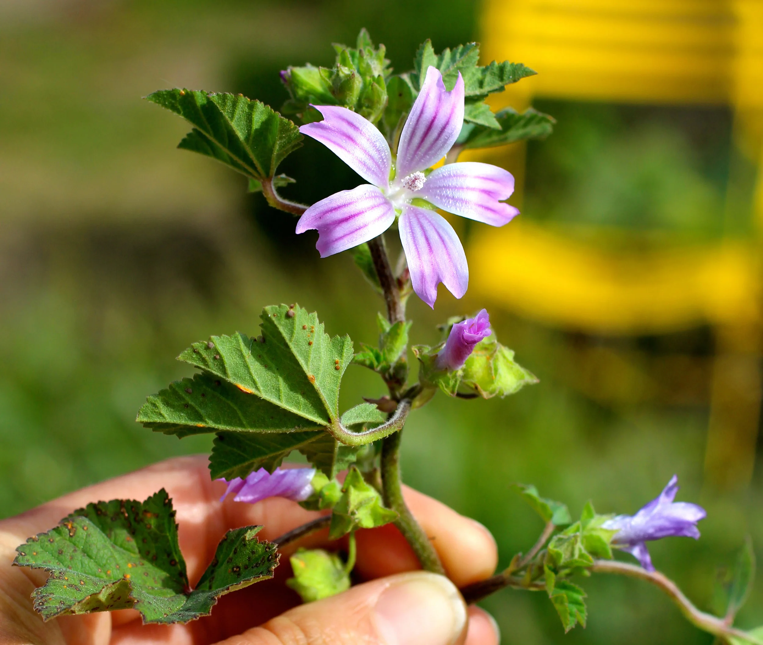 Flowering mallow pulled from "between the rows" at the Peralta Community Garden.