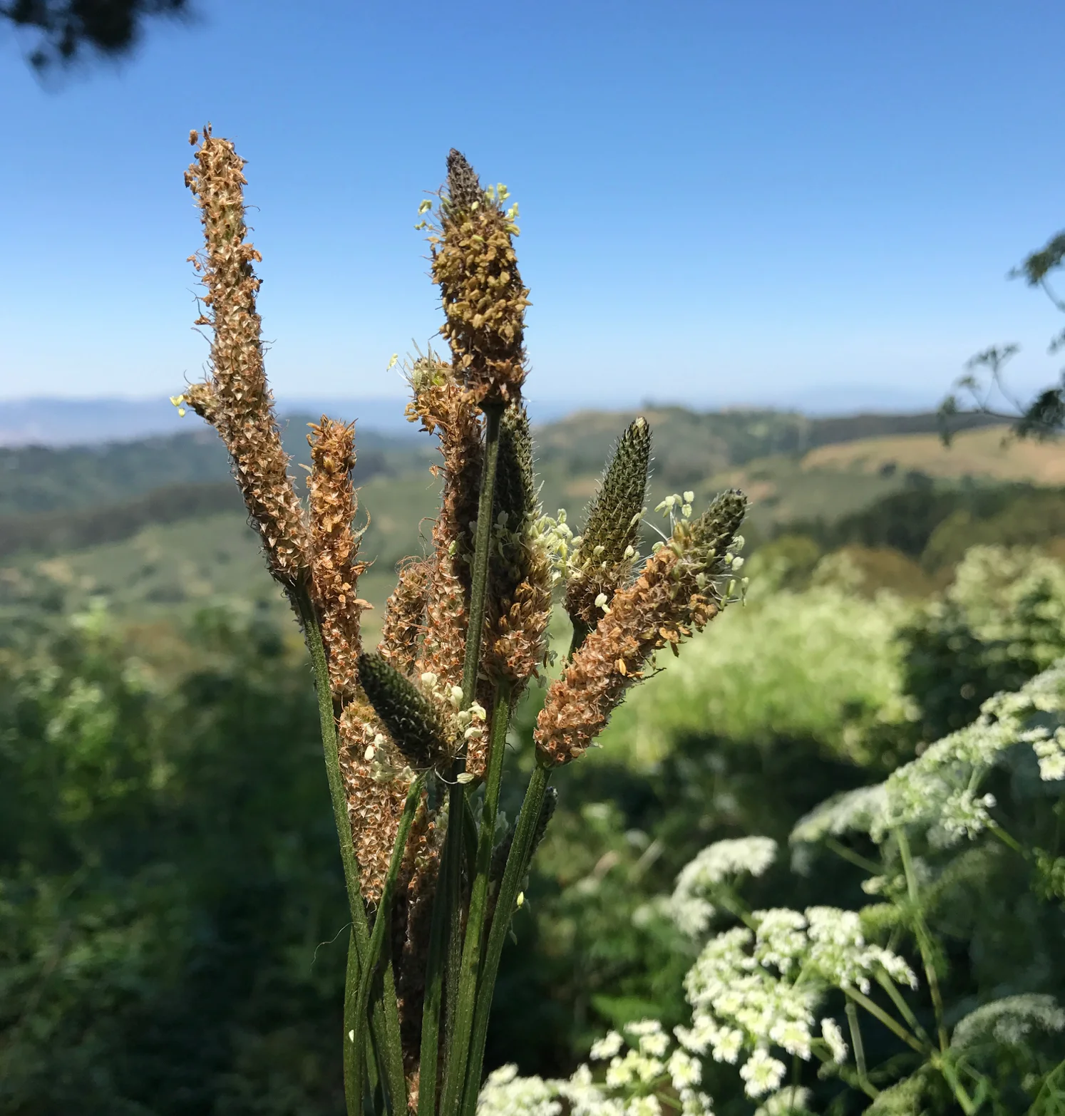 Plantago seedpods are as great for eating as they are for flinging!