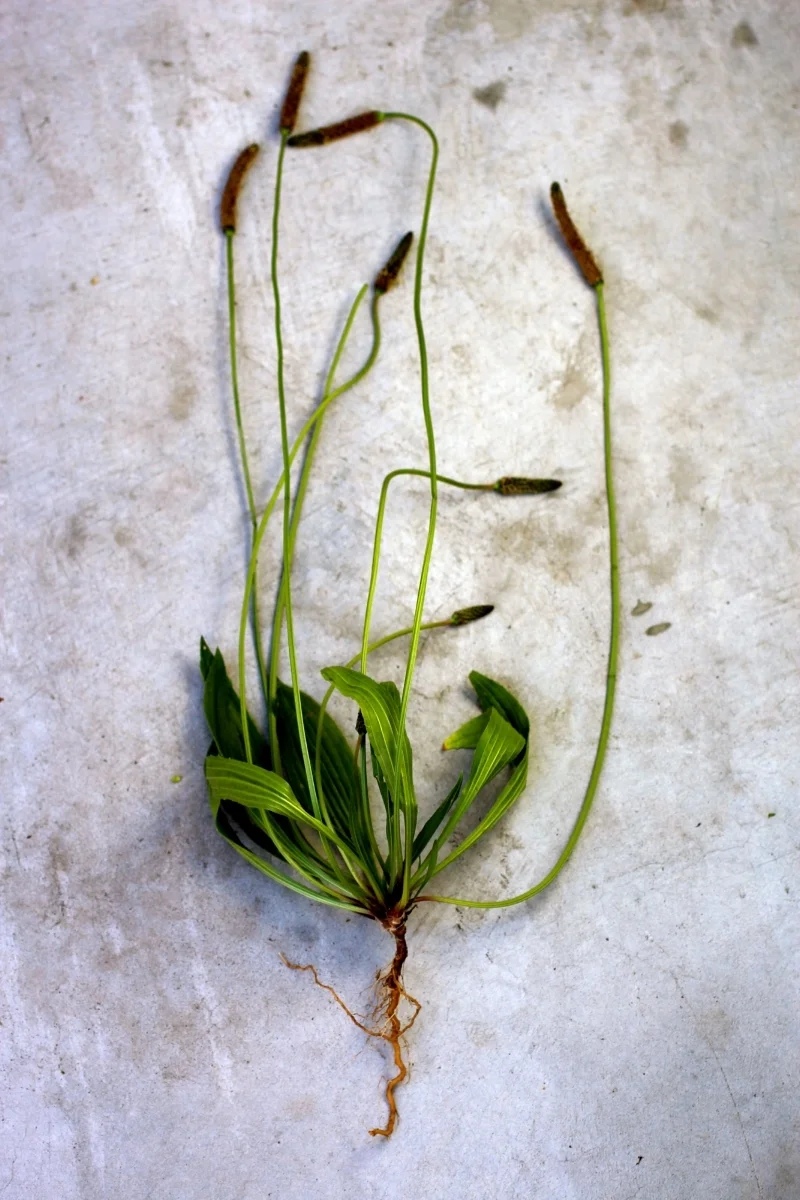 Entire Plantago lanceolata, complete with leaves, seedpods and roots.