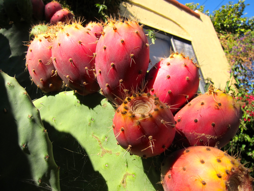 My very productive Opuntia cactus.