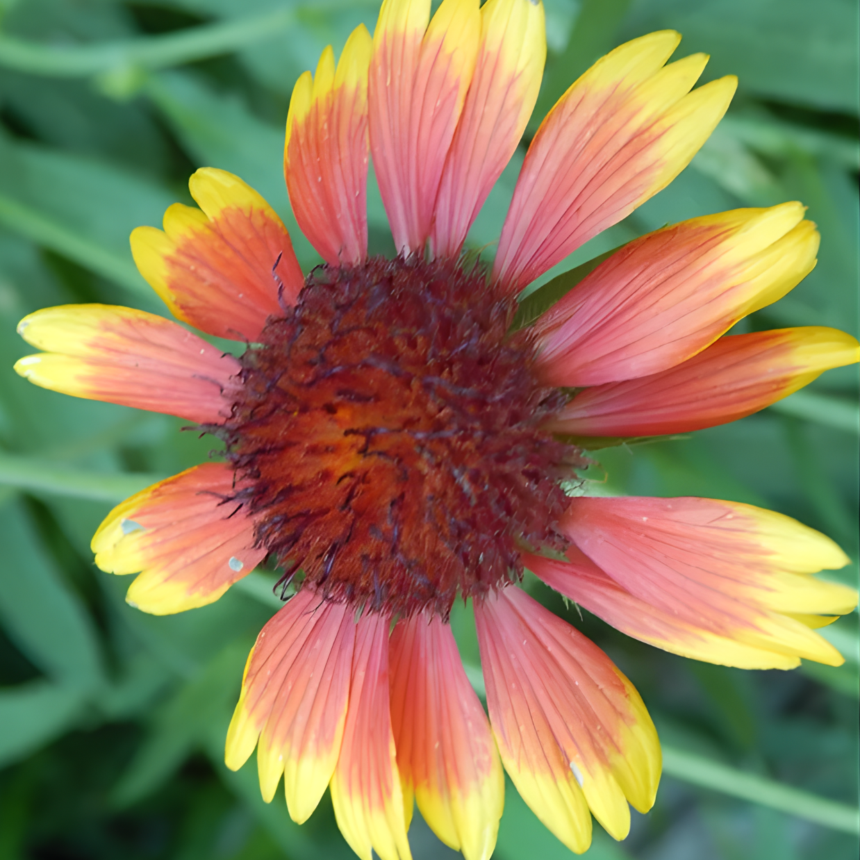 Prairie Herbalists Conference | Saturday Only