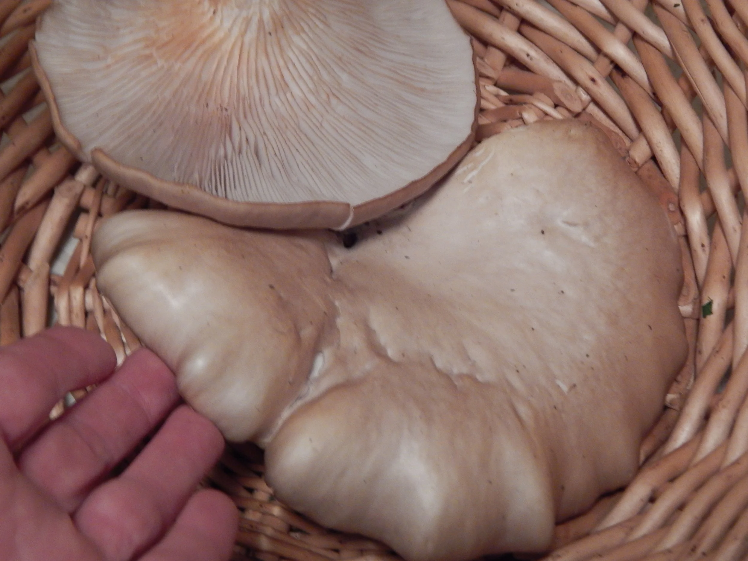 Oyster mushrooms harvested just before freeze 10-15-21.JPG