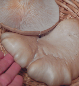 Foraging Flora & Fungi Workshop with Wild Food Tasting