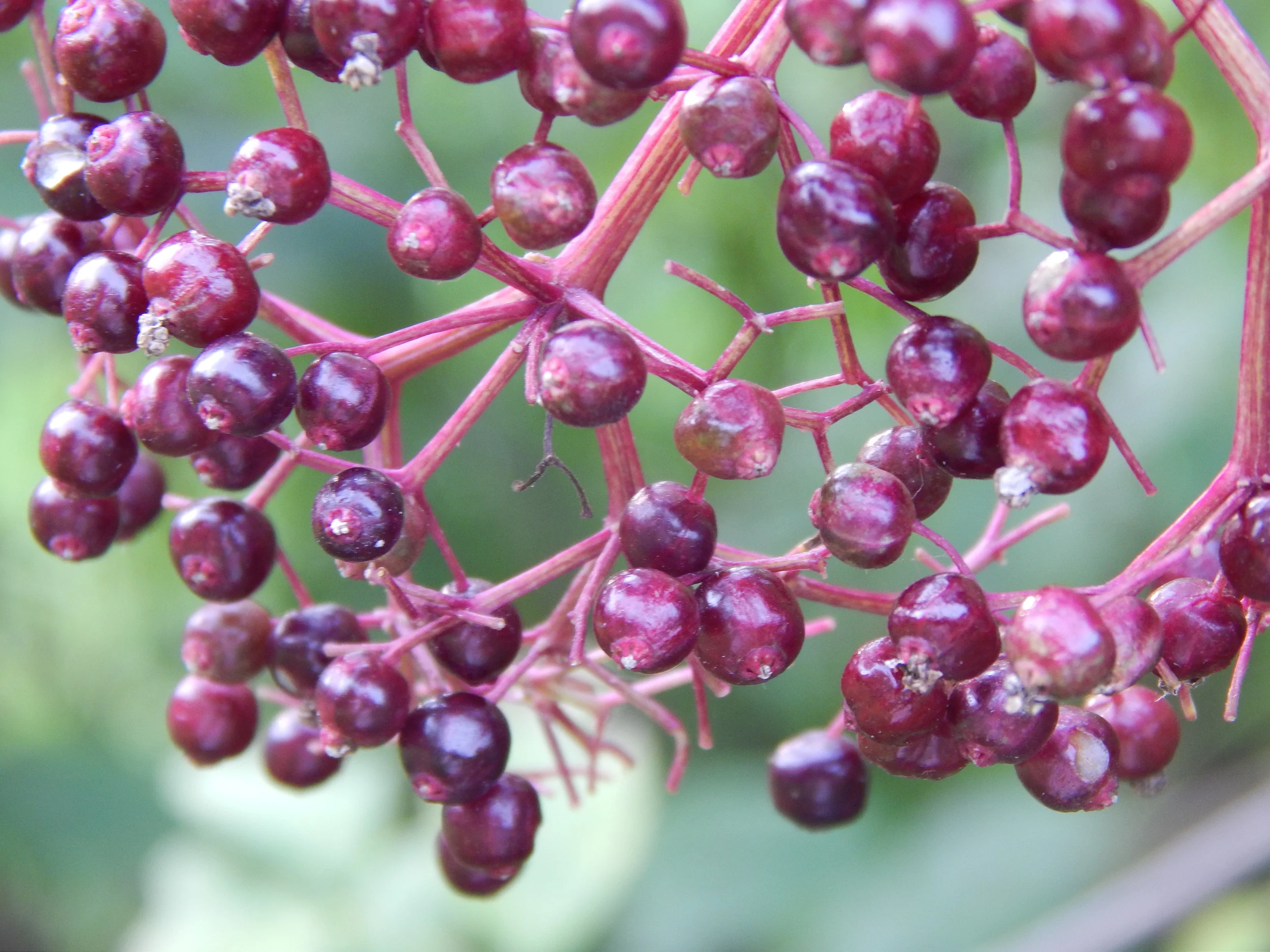 Wildcrafting Class – $35