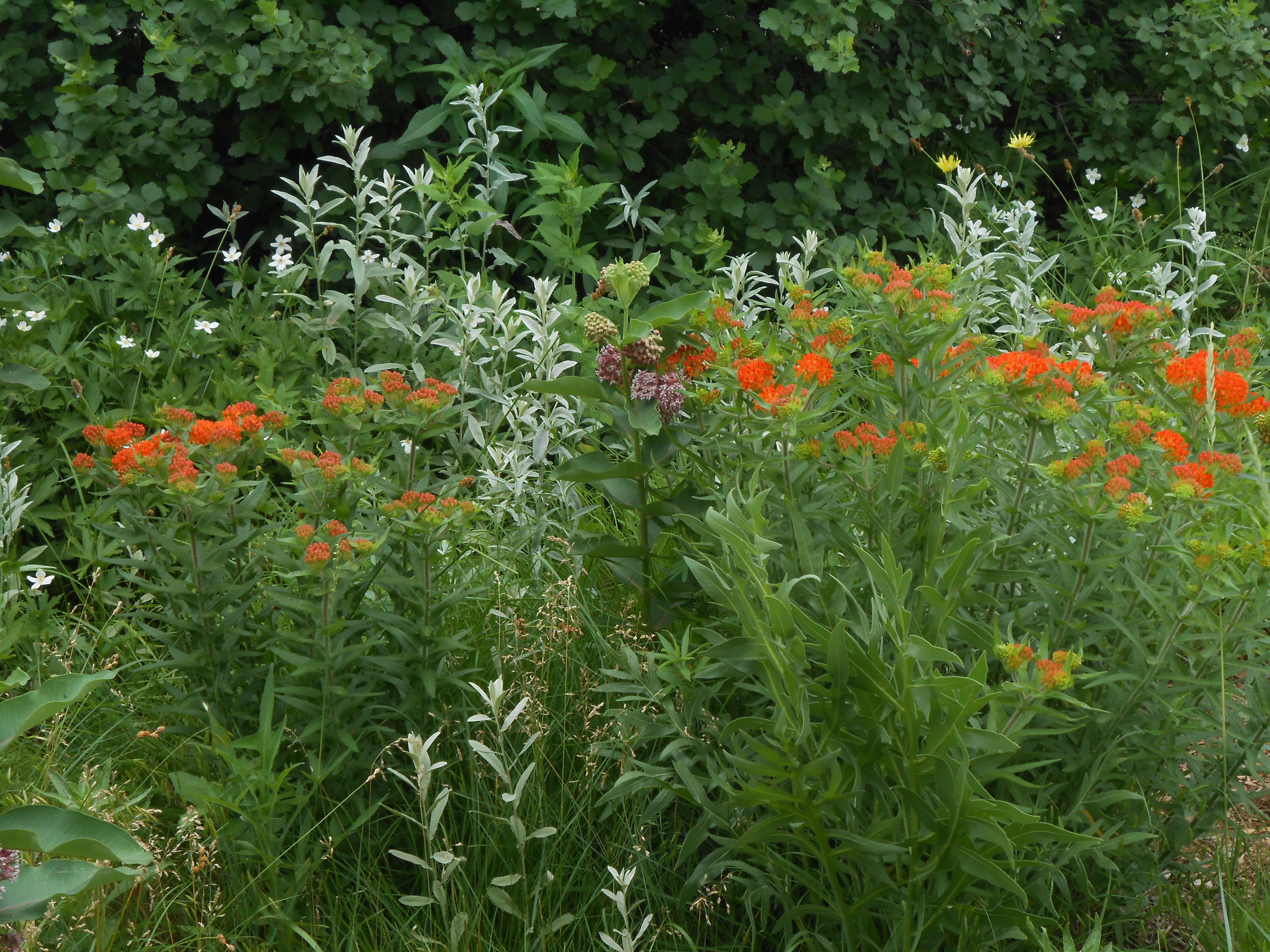 Wildcrafting Class – $35