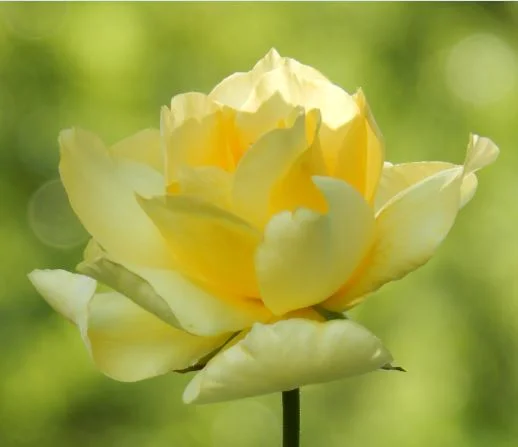 Motherless Daughters Retreat