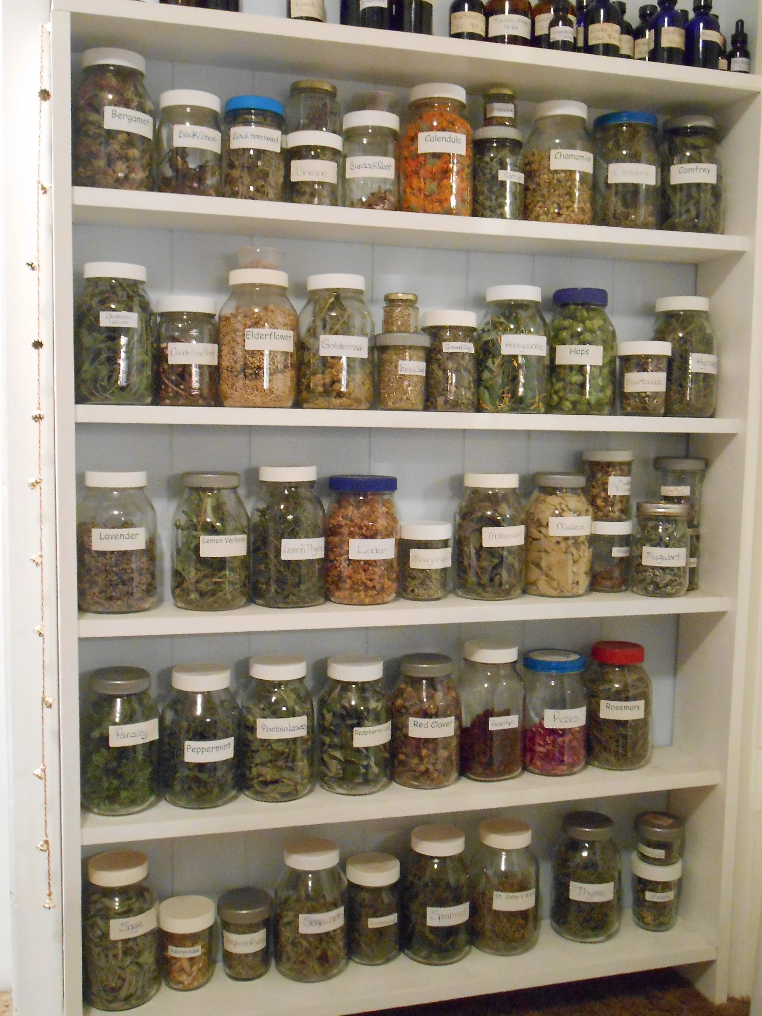 Beginning Herbalist Workshop - Stanton