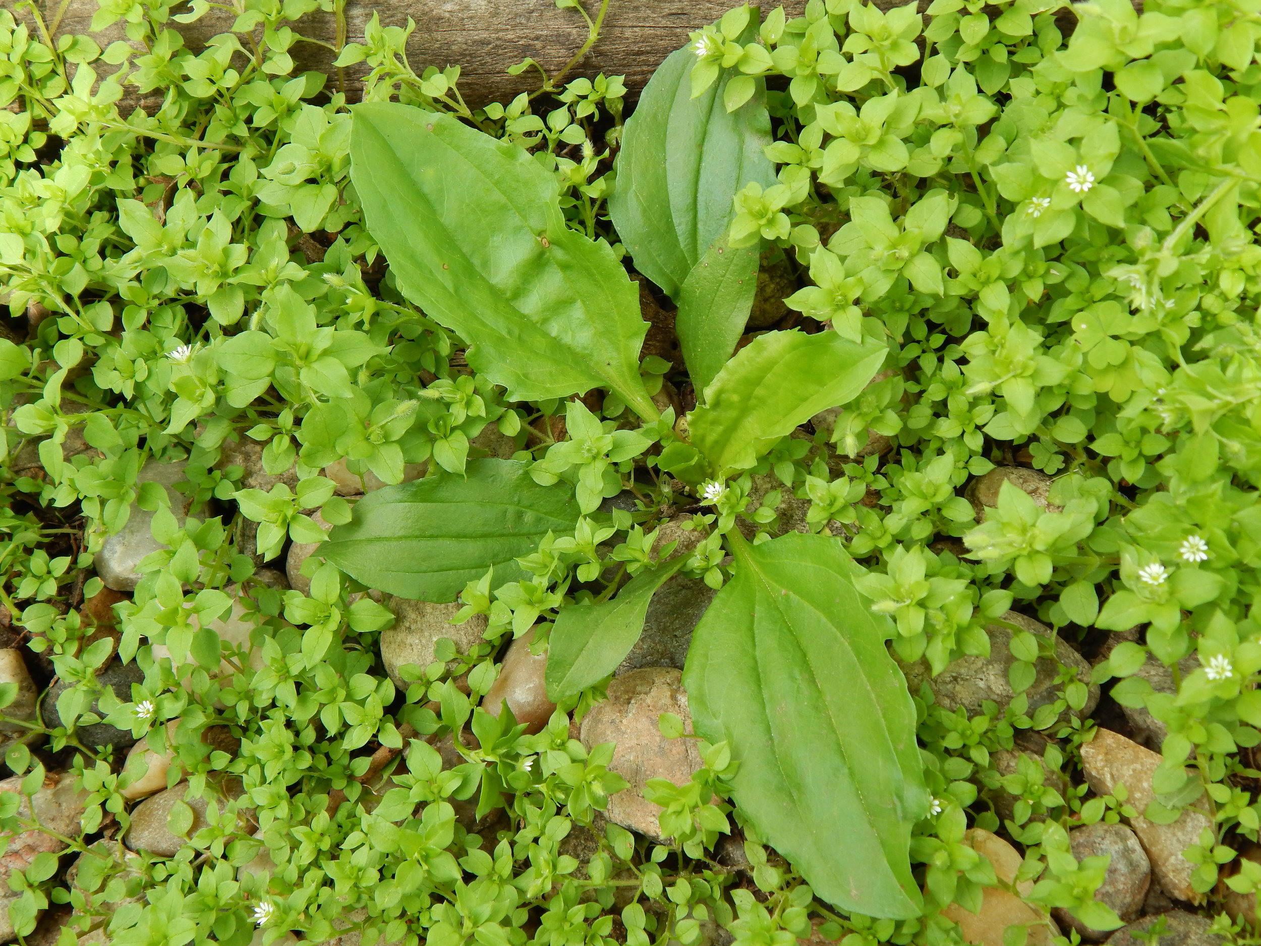 Earth Day Wild Herb Walk