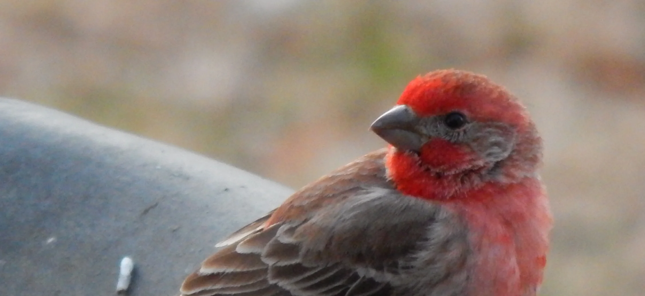 Feathered Friends Day