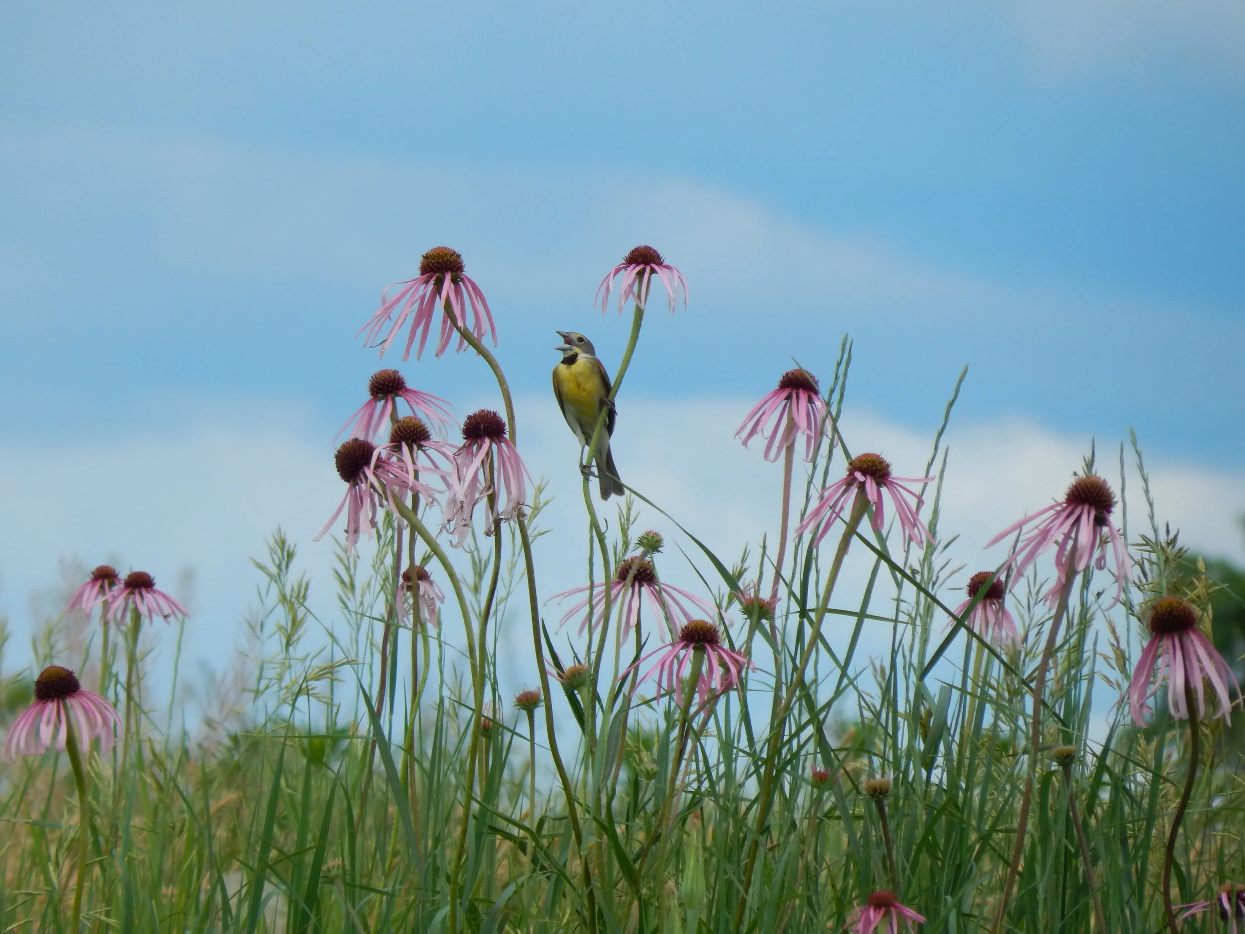 Prairie Summer Solstice Retreat