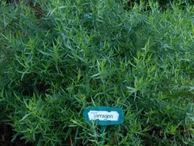 Medicinal Uses of Culinary Herbs @ Country Lane Gardens - Columbus, NE