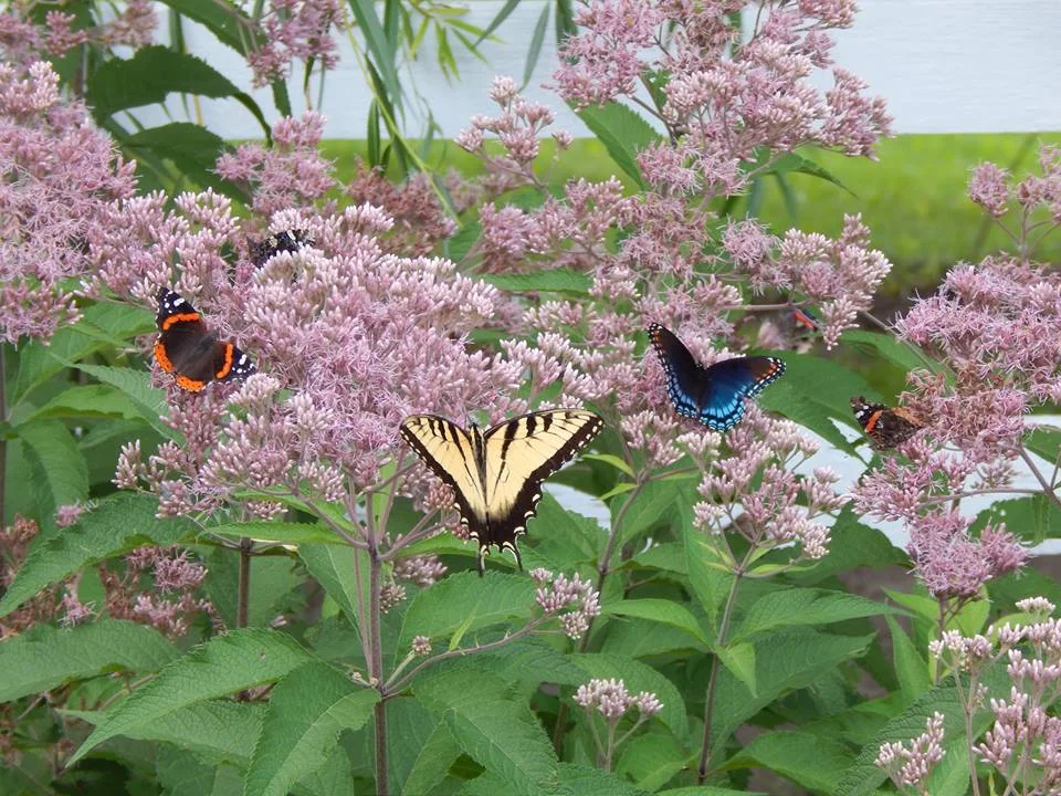 Wings &amp; Weeds