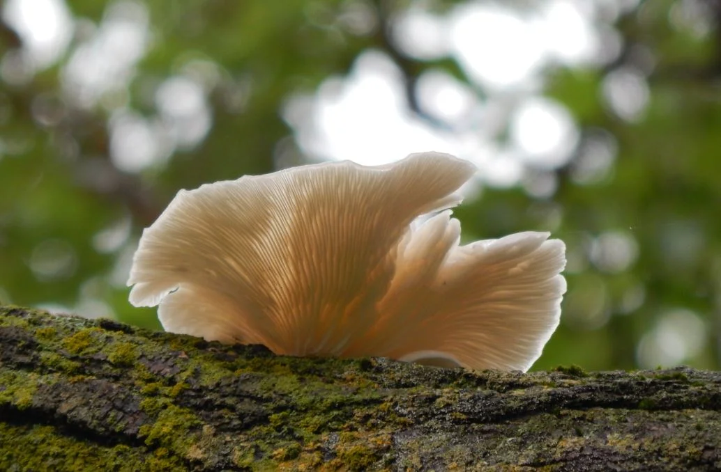 Wild About Mushrooms