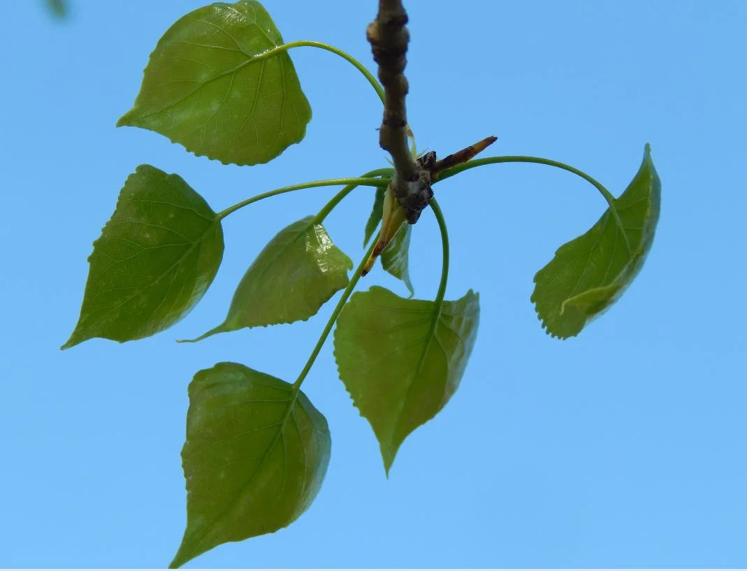Arbor Day Walk in the Woods
