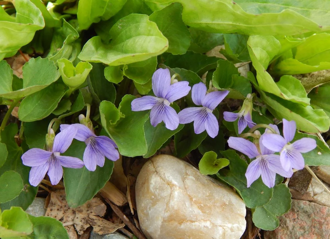 National Herb Day Plant Giveaway