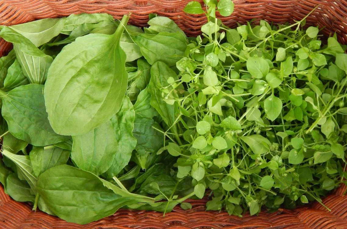 cliped spring harvest.JPG