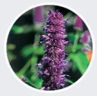 Herb Society Meeting - Salve-Making Class