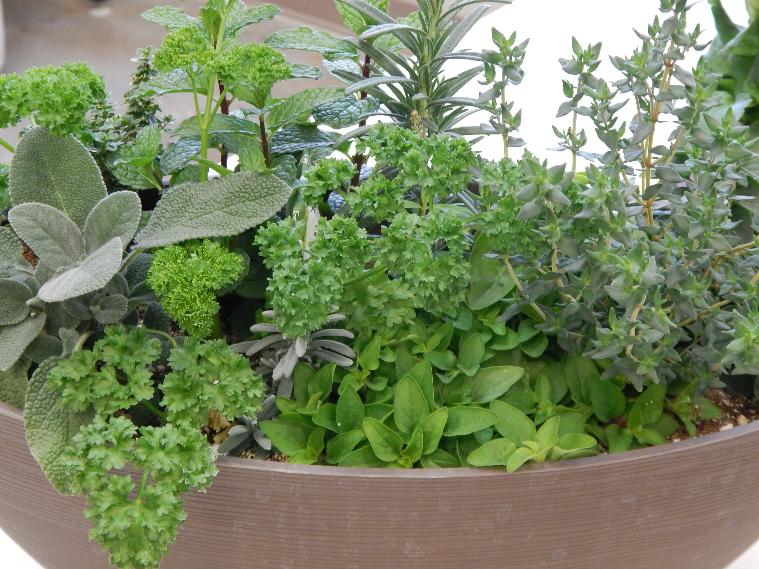 herbs in pots.JPG