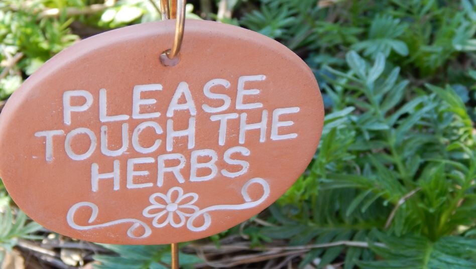 National Herb Day Plant Giveaway