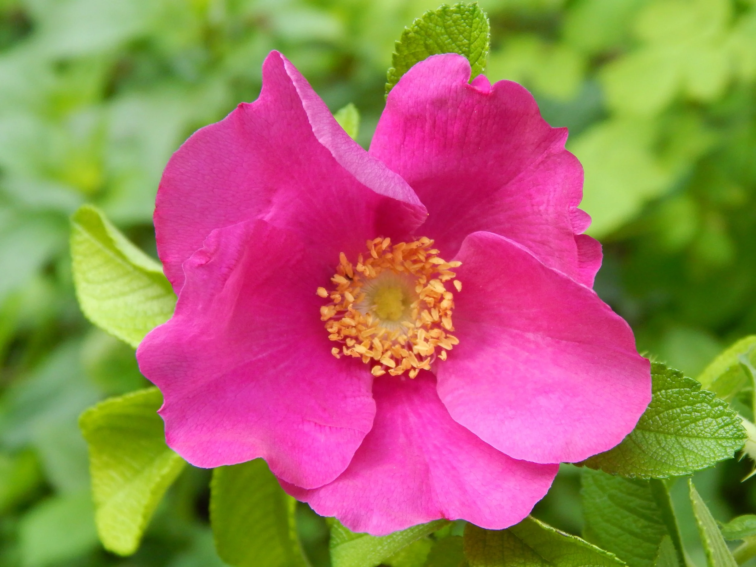 Flower - Rugosa Rose.JPG