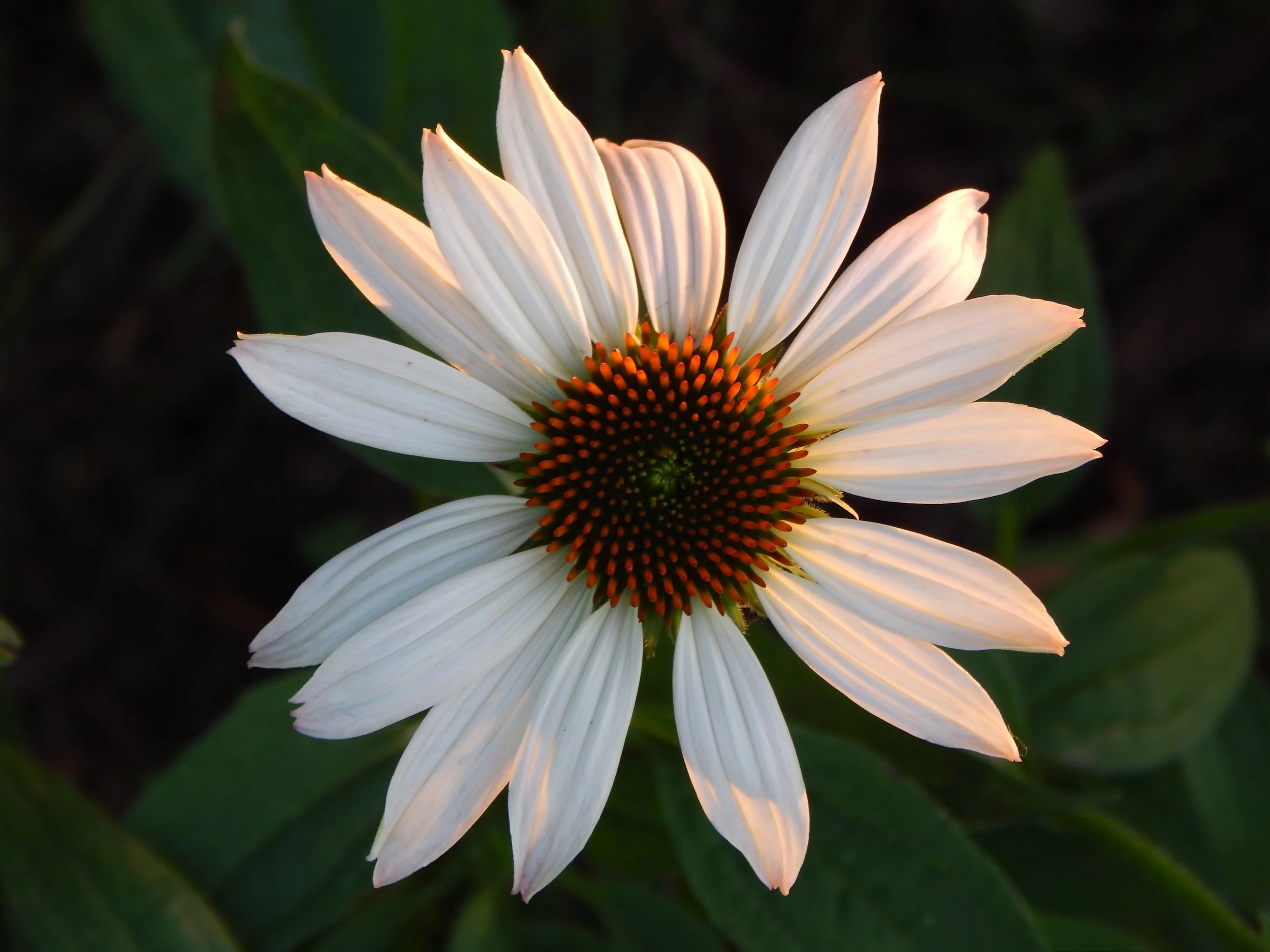 echinacea with sunset glow.JPG