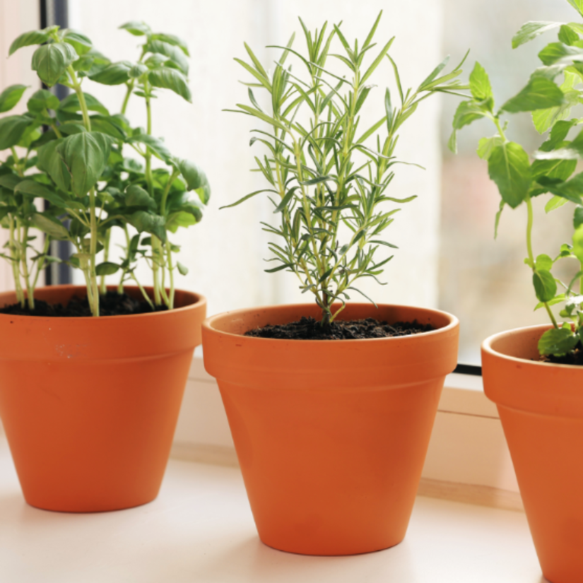 Growing & Harvesting Herbs Class