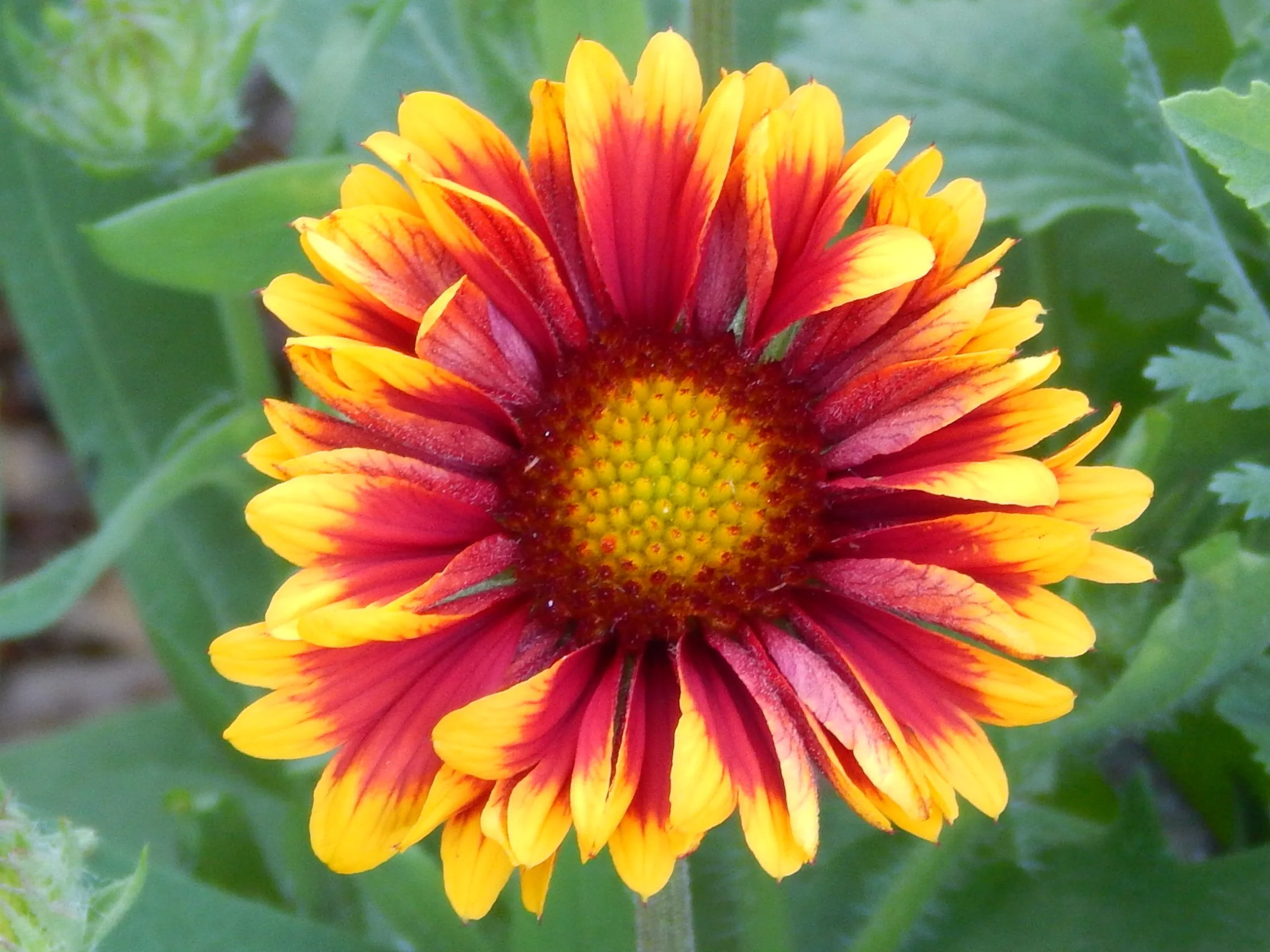 wildflower - blanket flower.JPG