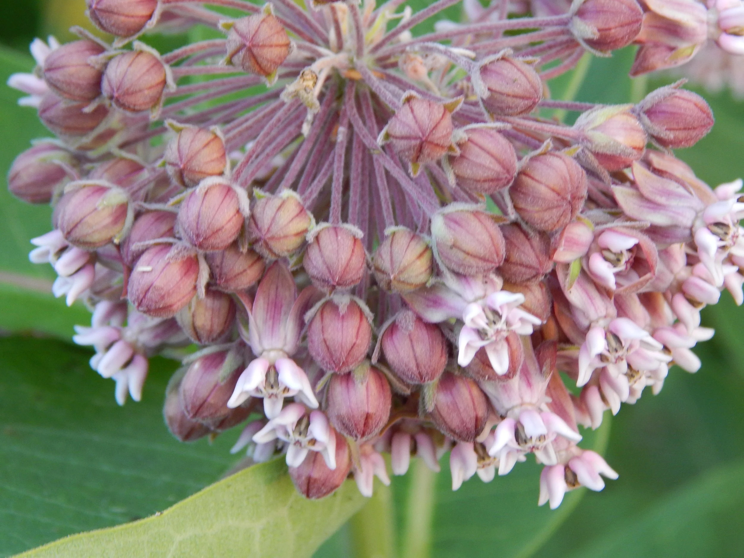 milkweed flower.JPG