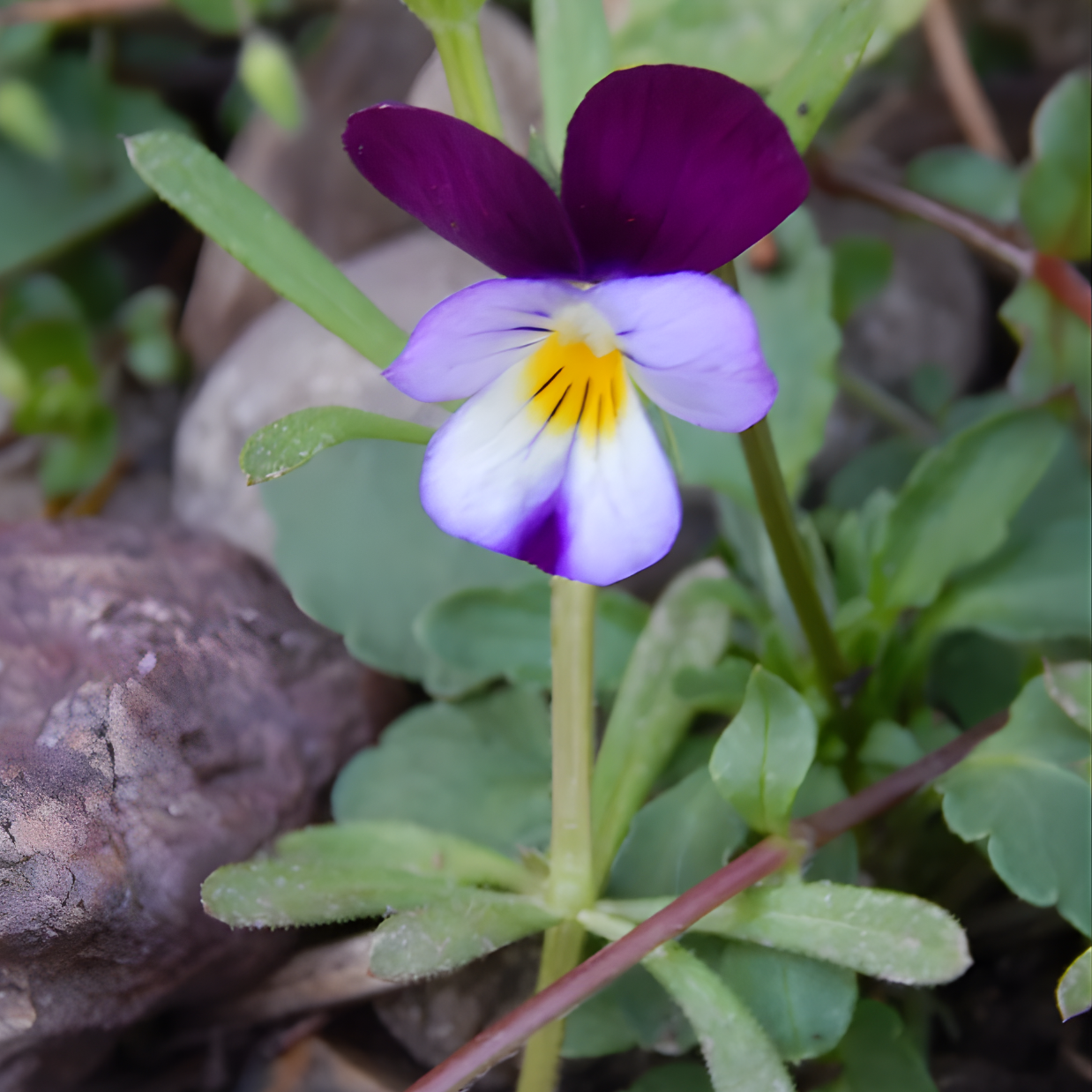 Prairie Herbalists Conference | Saturday & Sunday