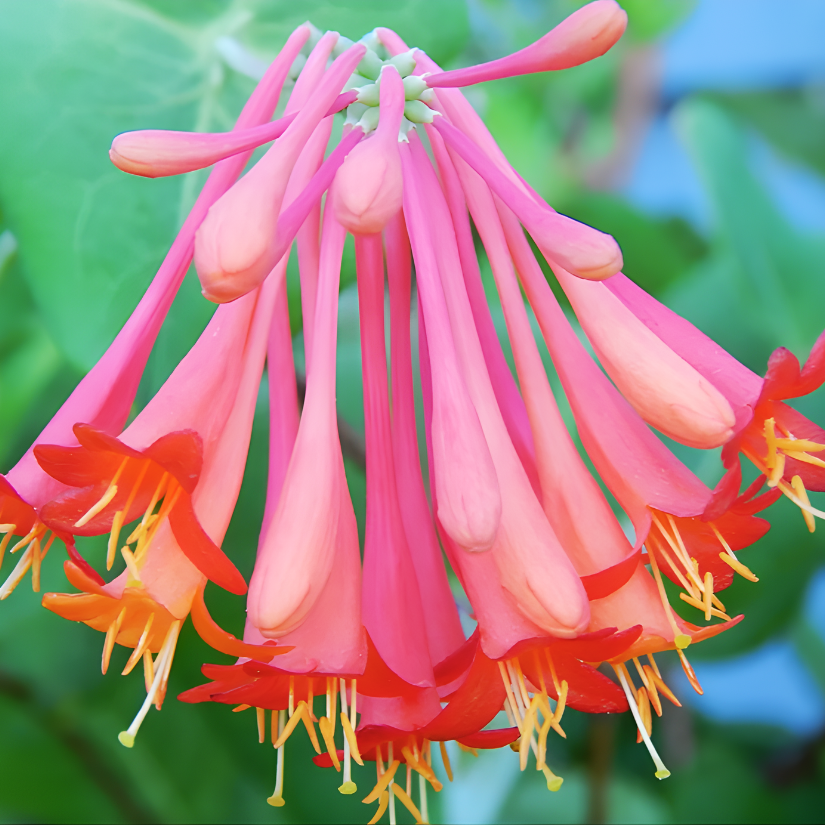 Online Option | Home Herbalist Program - Year 2