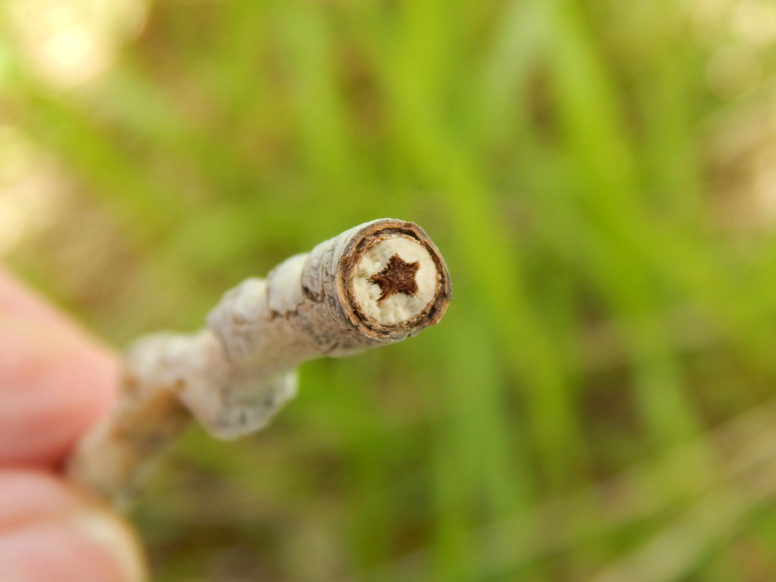 cottonwood star.JPG