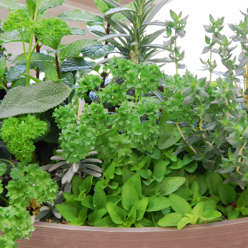 Class Gift Certificate