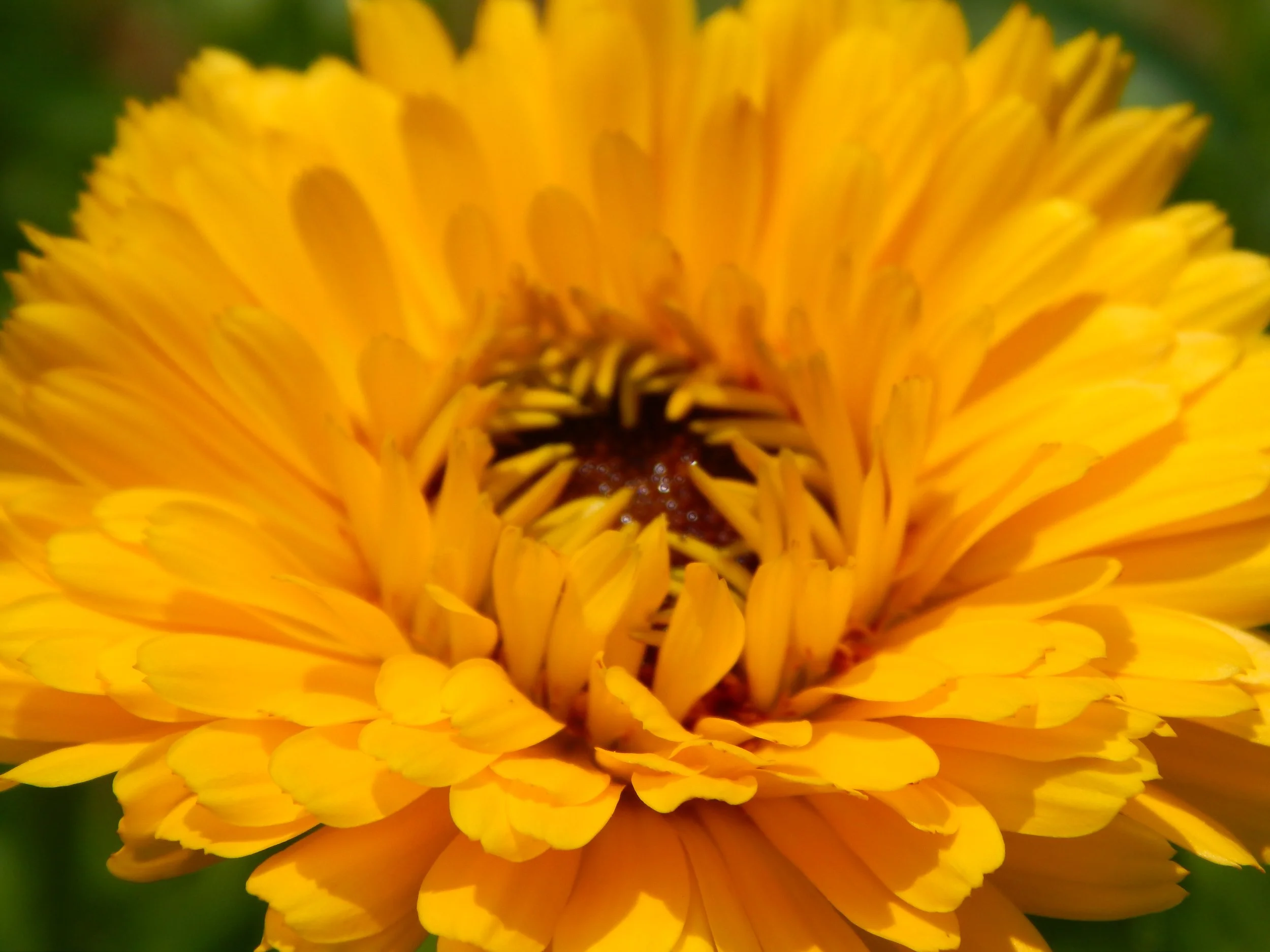 Prairie Herbalists Conference | Saturday Only