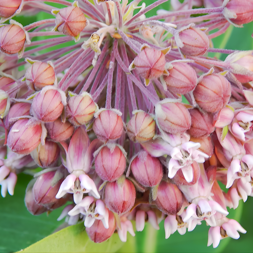 Online Option | Home Herbalist Program - Year 1