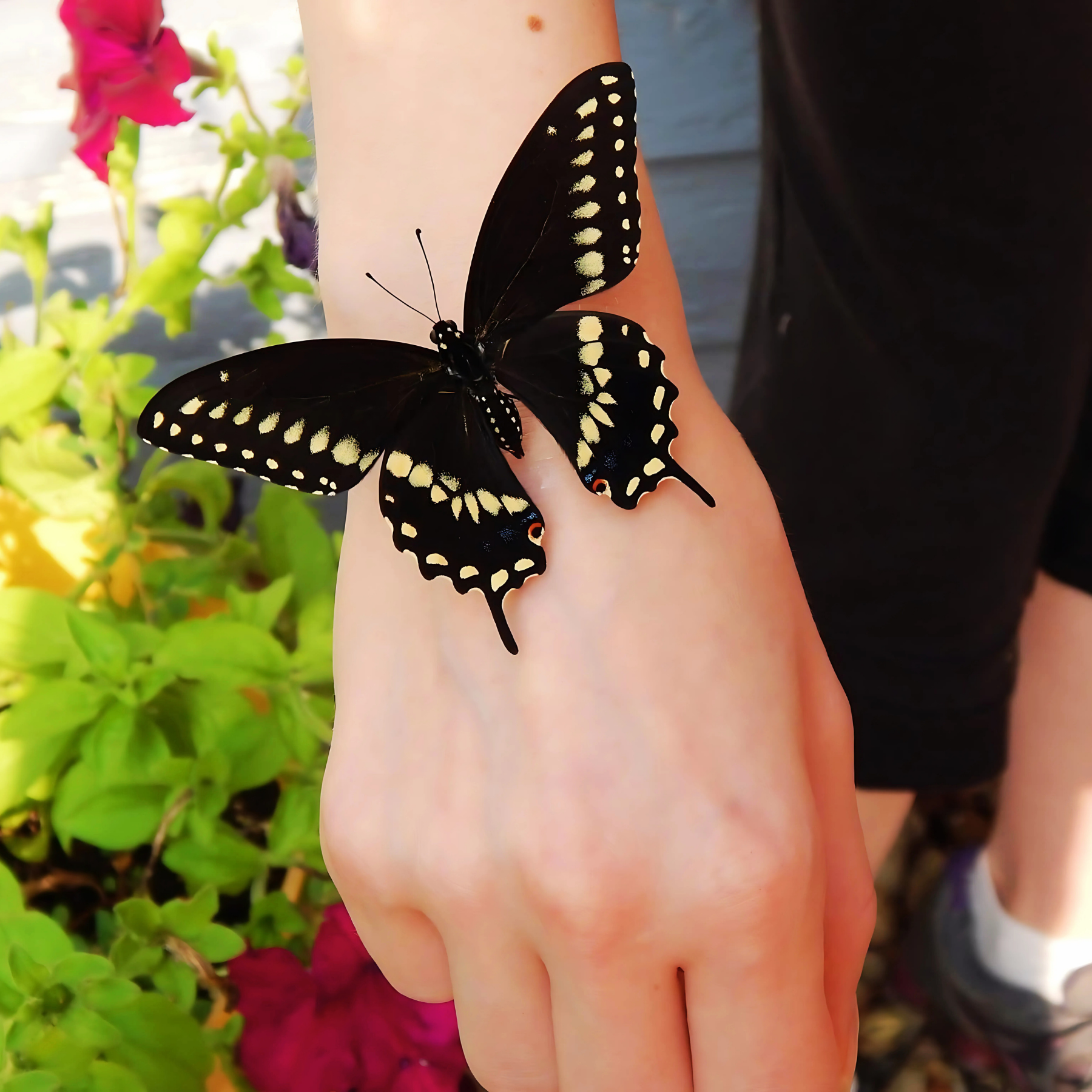Butterfly.png