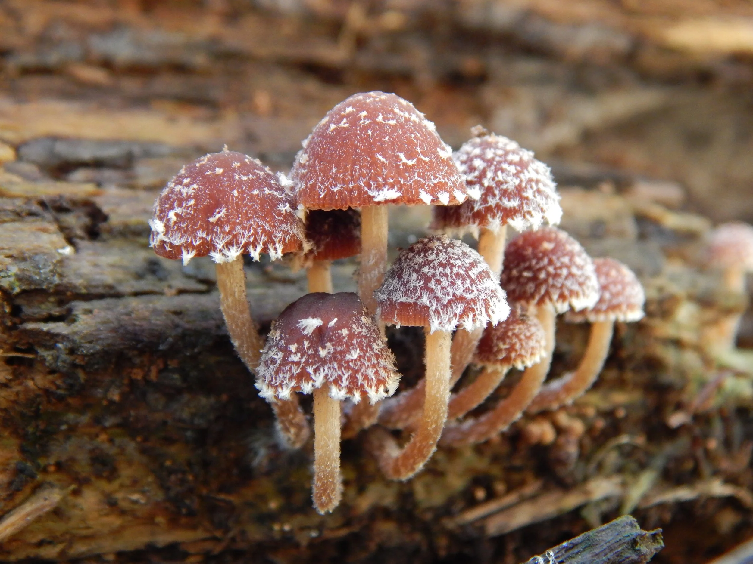tiny Shaggy Inky Cap mushrooms.JPG
