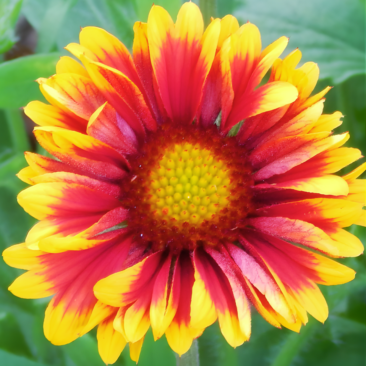 Online Option | Home Herbalist Program - Year 1 & Year 2