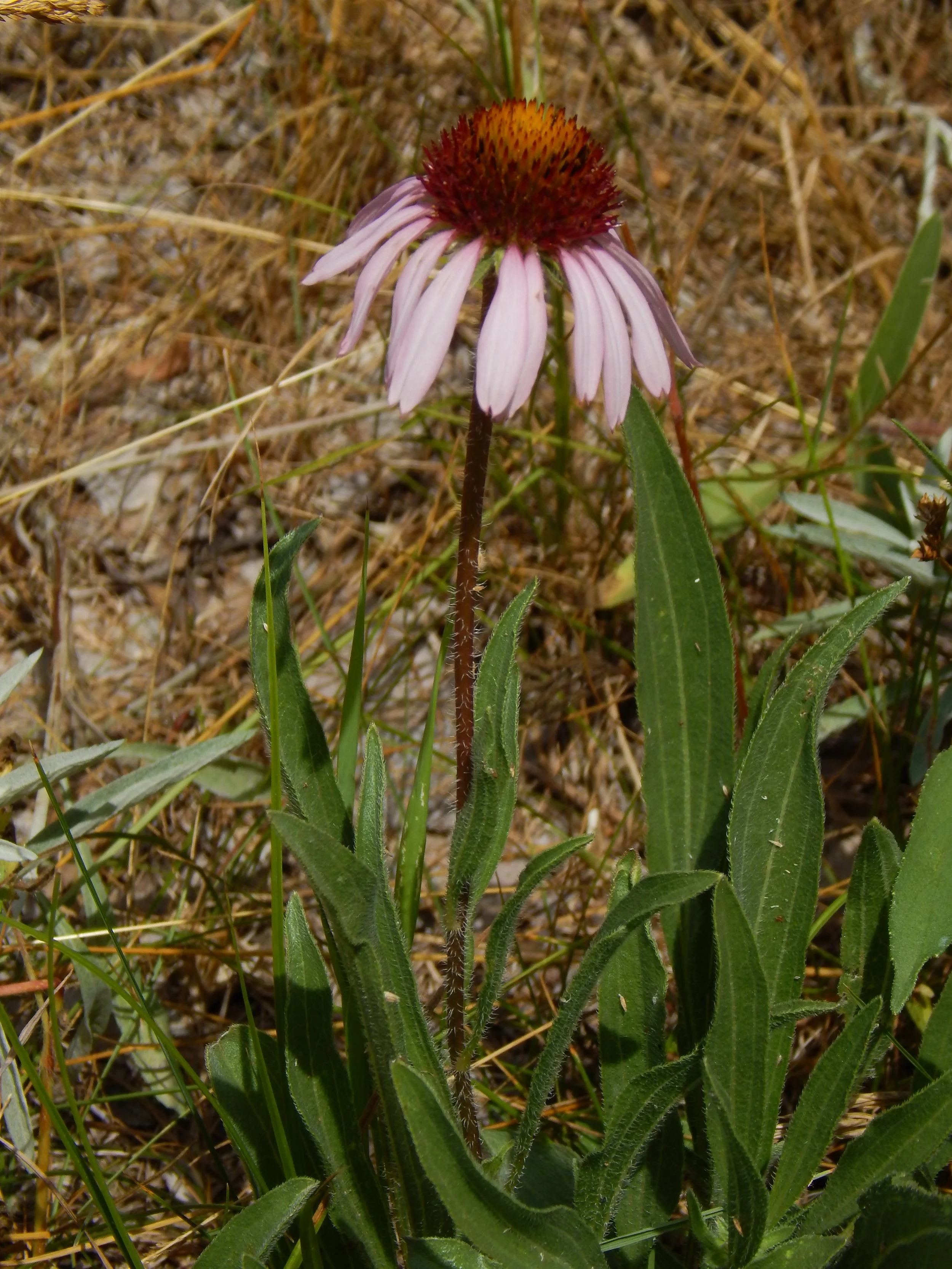 echinacea angustifolia - Nancy's prairie.JPG