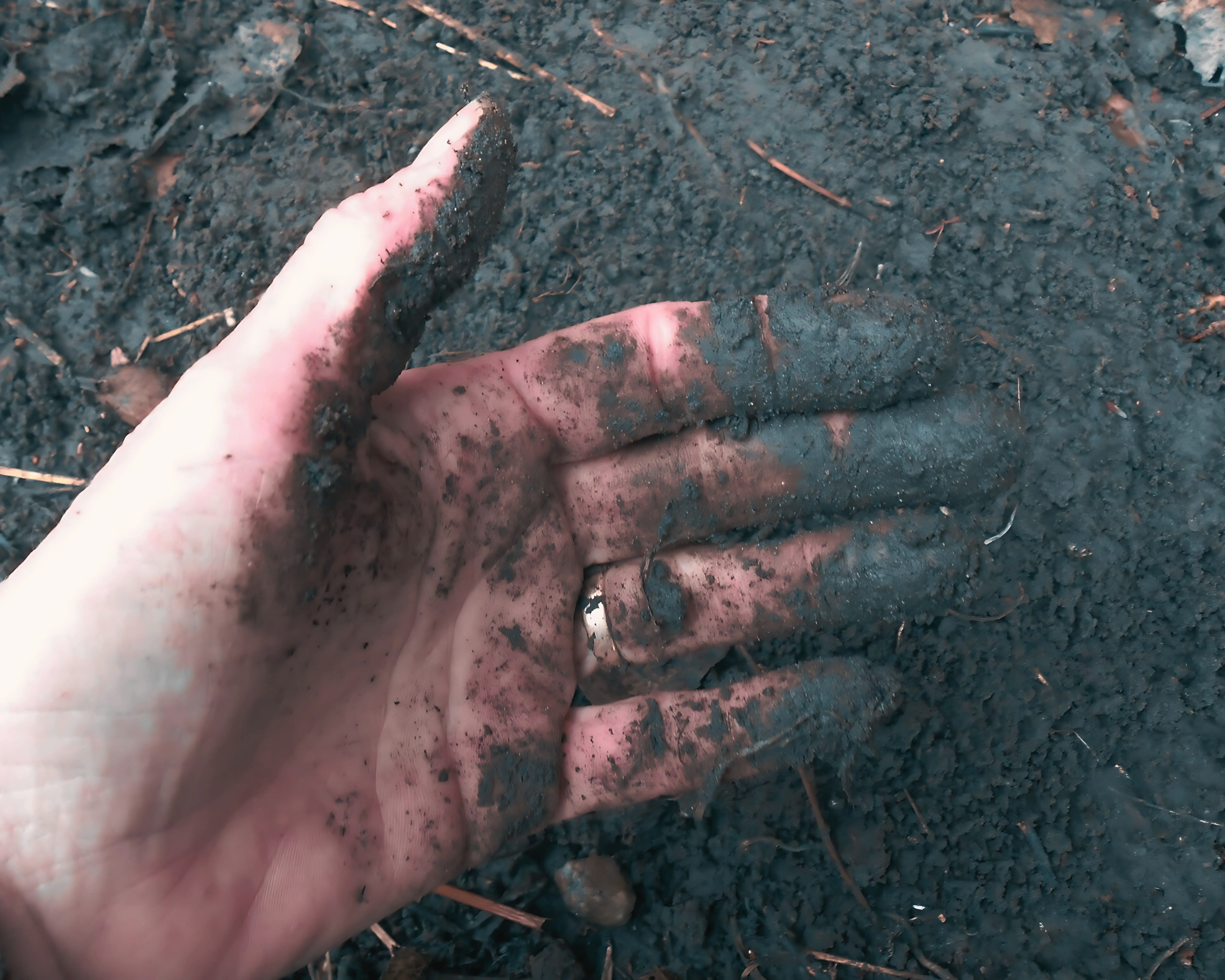 Though considered 'self-taught,' my true teachers are plants. Hands-on experience, plus Master Naturalist and ethnobotany certifications, shaped my knowledge.