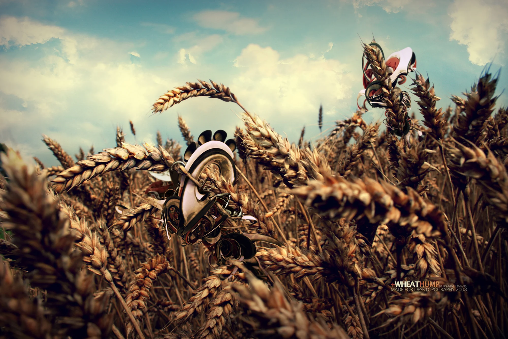 "Wheat" – Digital Illustration.