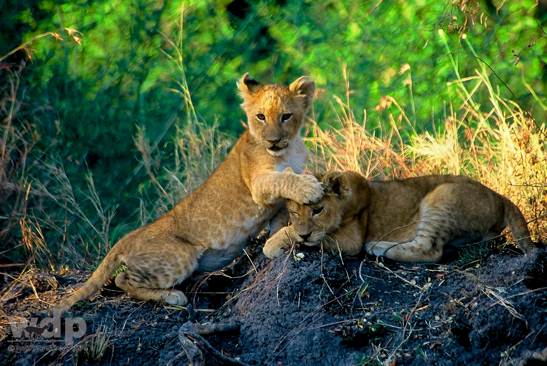 Siblings