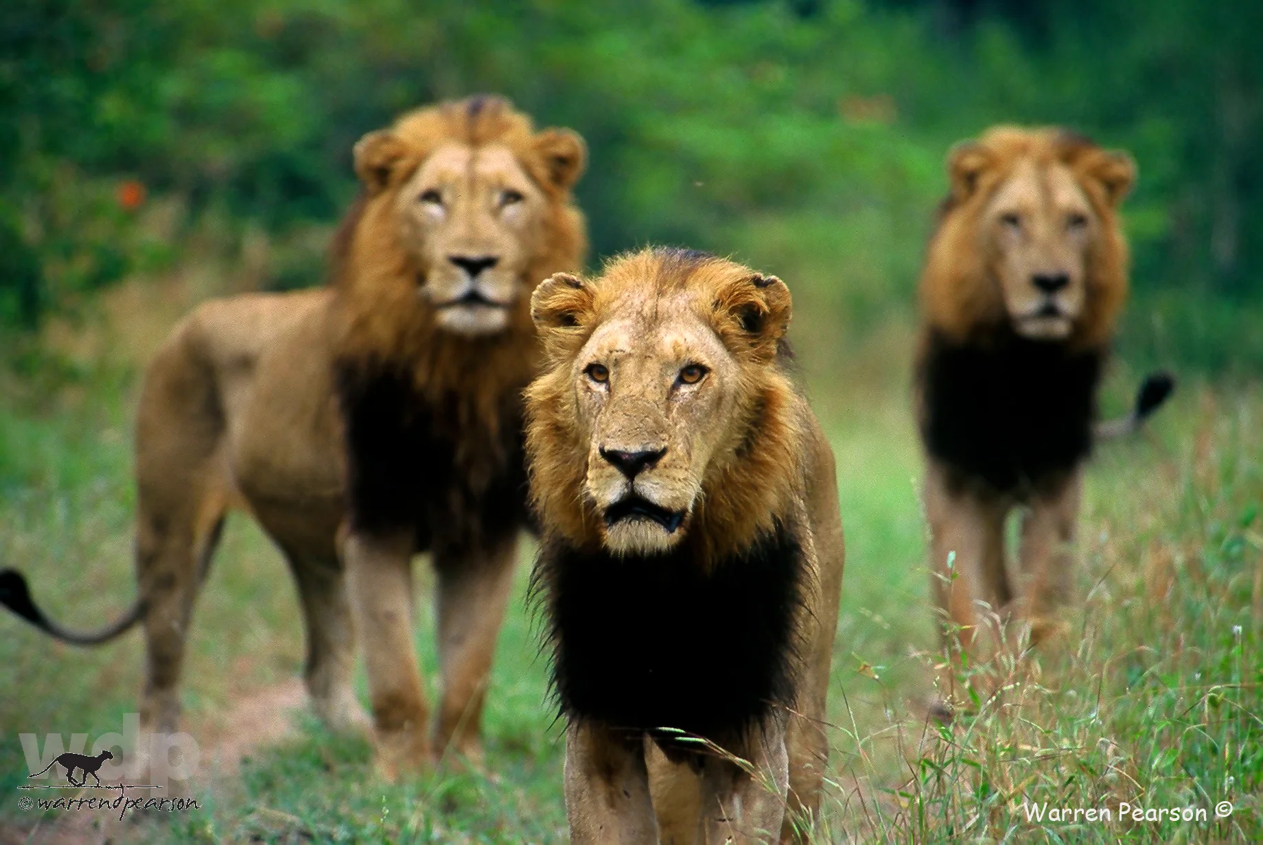 Three Kings