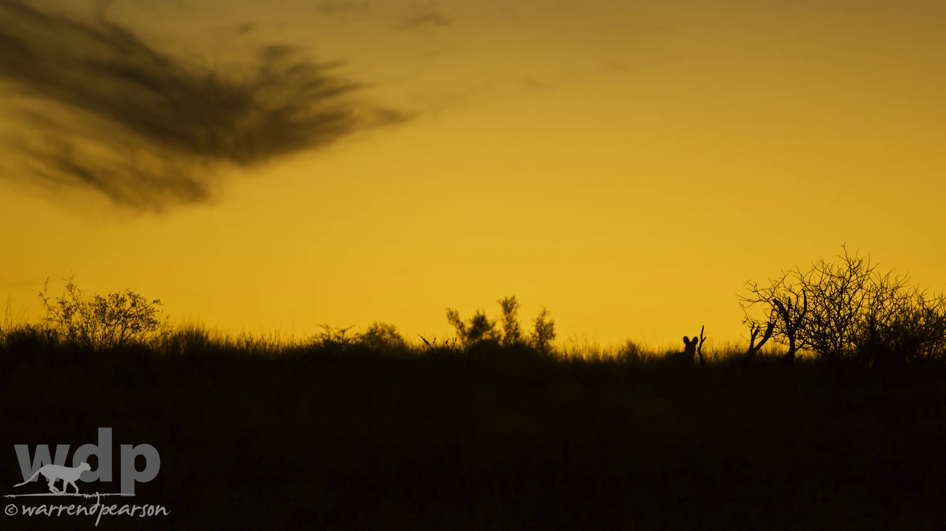 Wild Dog Sunset
