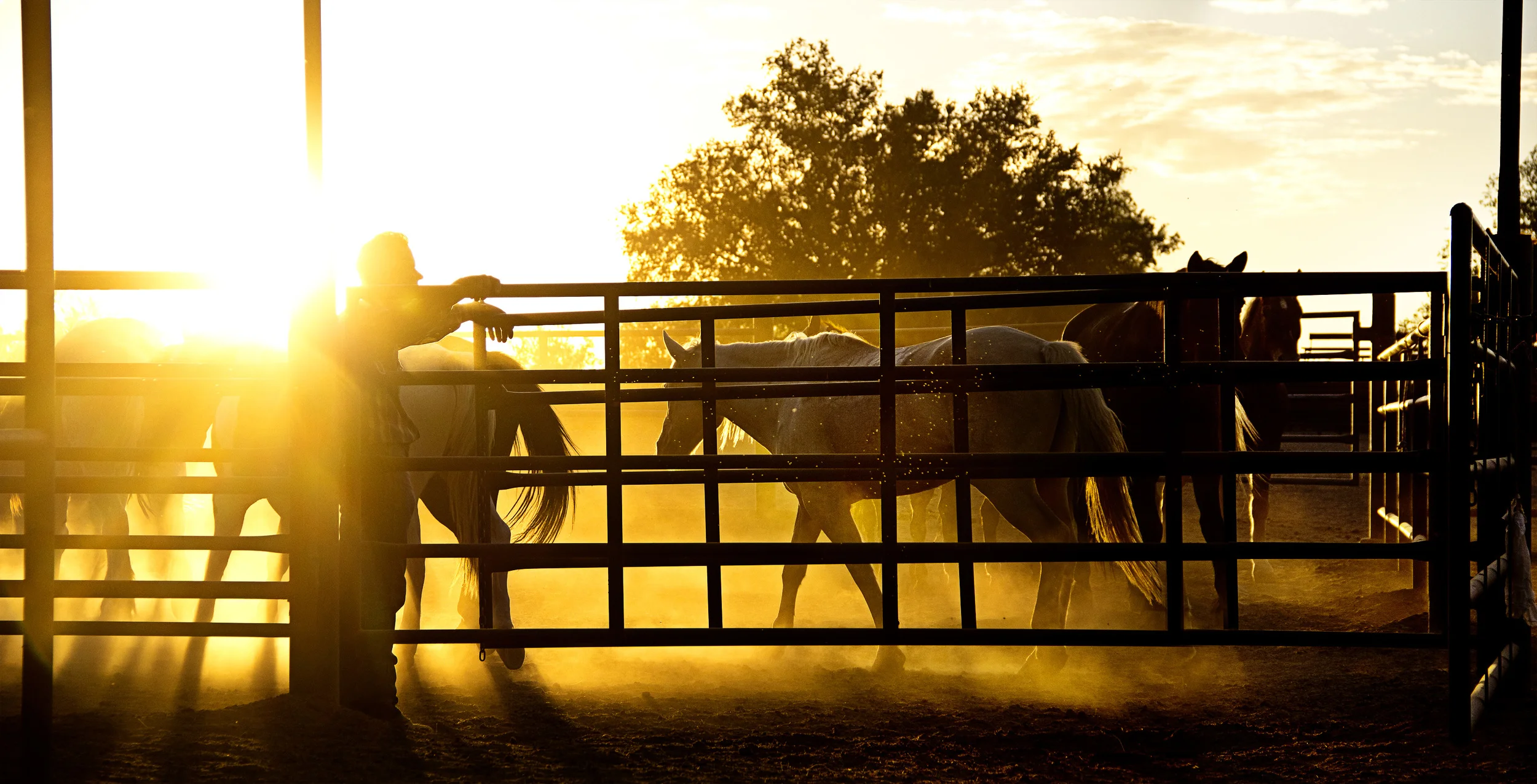 White Stallion Ranch | Tucson, AZ