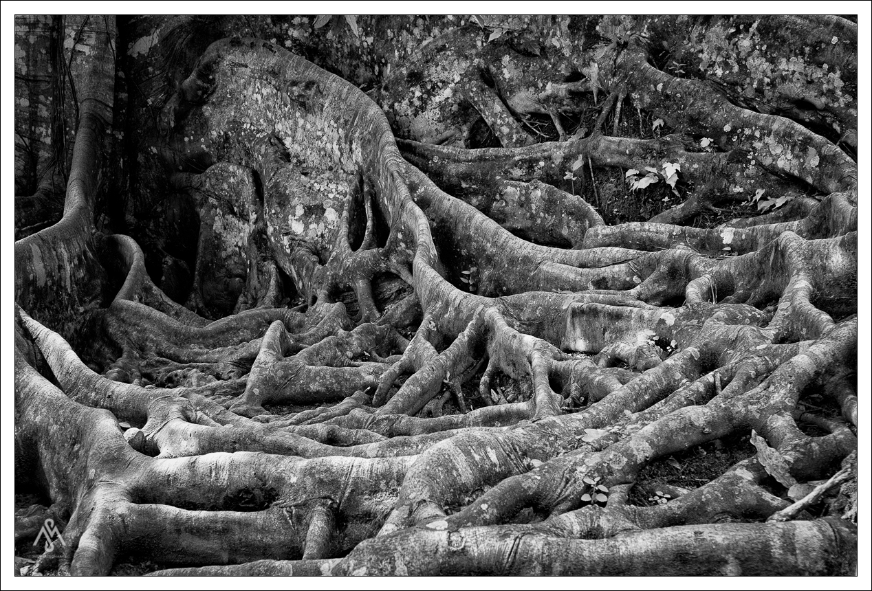 Magic Tree