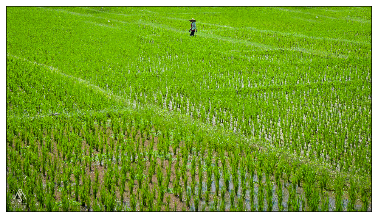 Save the fields!