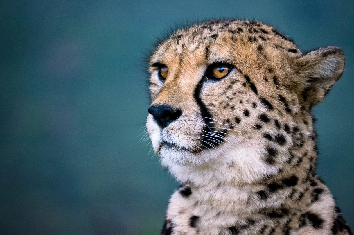 Pharrell Williams  FREEDOM